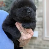 NEENAH Black w/blue eyes , a female Chow Chow for sale in Austin, TX – Photo 5 of 10