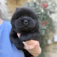 NEENAH Black w/blue eyes , a female Chow Chow for sale in Austin, TX – Photo 1 of 10
