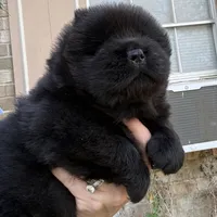 NEENAH Black w/blue eyes , a female Chow Chow for sale in Austin, TX – Photo 6 of 10