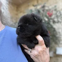 NEENAH Black w/blue eyes , a female Chow Chow for sale in Austin, TX – Photo 7 of 10
