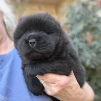 NEENAH Black w/blue eyes , a female Chow Chow for sale in Austin, TX – Photo 3 of 10