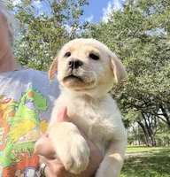 CHOWBRADOR , a male Chow Chow and Labrador Retriever for sale in Austin, TX – 3 of 10