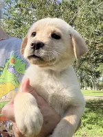 CHOWBRADOR , a male Chow Chow and Labrador Retriever for sale in Austin, TX – 1 of 10