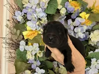 Black WINSTON, a male Chow Chow for sale in Austin, TX – Photo 1 of 10