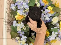 Black WINSTON, a male Chow Chow for sale in Austin, TX – Photo 6 of 10