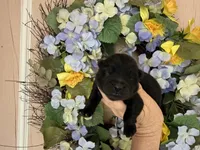 Black WINSTON, a male Chow Chow for sale in Austin, TX – Photo 2 of 10