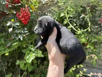 Black WINSTON, a male Chow Chow for sale in Austin, TX – Photo 9 of 10