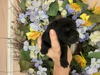 Black WINSTON, a male Chow Chow for sale in Austin, TX – Photo 3 of 10