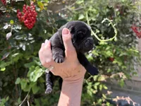 Black WINSTON, a male Chow Chow for sale in Austin, TX – Photo 10 of 10