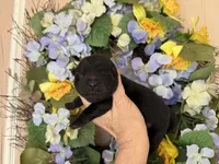 Black WINSTON, a male Chow Chow for sale in Austin, TX – Photo 5 of 10