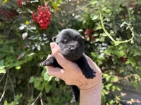 Black WINSTON, a male Chow Chow for sale in Austin, TX – Photo 4 of 10