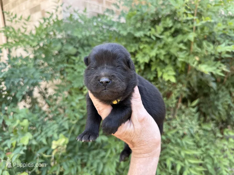 EASTON (black) – Chow Chow puppy for sale in Austin, TX
