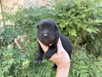 EASTON (black), a male Chow Chow for sale in Austin, TX – 1 of 10