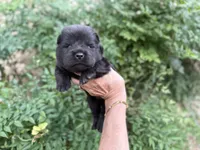 PRESQUE ISLE , a male Chow Chow for sale in Austin, TX – 6 of 10