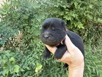 BANGOR (black), a male Chow Chow for sale in Austin, TX – 2 of 10