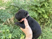 AUGUSTA (black), a female Chow Chow for sale in Austin, TX – 6 of 10