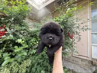 William , a male Chow Chow for sale in Austin, TX – 9 of 10