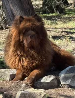 William , a male Chow Chow for sale in Austin, TX – 6 of 10