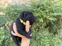 EASTON (black), a male Chow Chow for sale in Austin, TX – 4 of 10