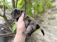 Blue Merle BALOO, a male Chow Chow for sale in Austin, TX – 6 of 10