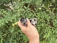 MERLE “SPRINKLES” cookies n cream , a female Pomeranian for sale in Austin, TX – 9 of 10