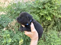 HOLDEN (black), a male Chow Chow for sale in Austin, TX – 5 of 10