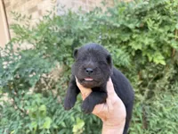 HOLDEN (black), a male Chow Chow for sale in Austin, TX – 4 of 10