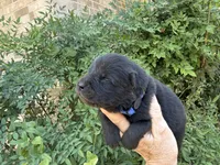 HOLDEN (black), a male Chow Chow for sale in Austin, TX – 9 of 10