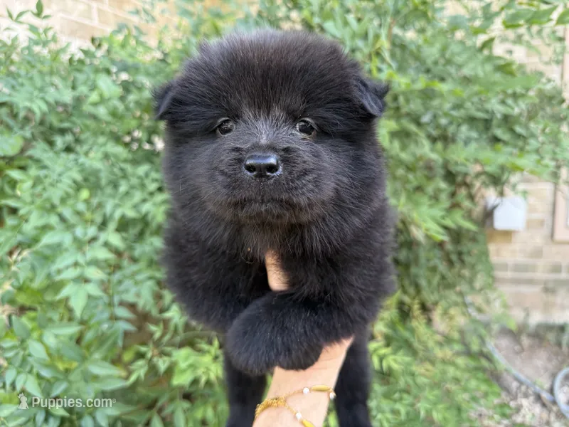 BANGOR (black) – Chow Chow puppy for sale in Austin, TX