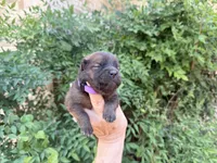 MADAWASKA (Red), a female Chow Chow for sale in Austin, TX – 4 of 10