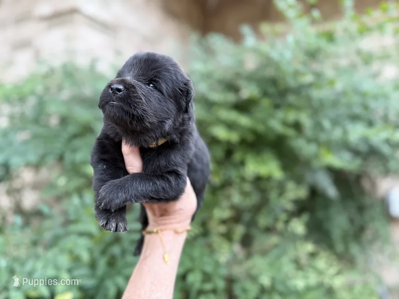 EASTON (black) – Chow Chow puppy for sale in Austin, TX