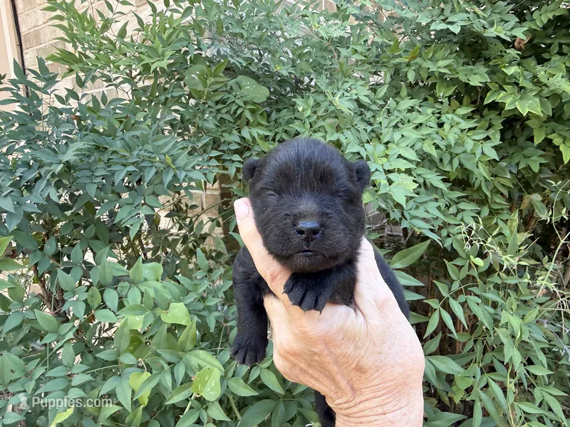 AUGUSTA (black) – Chow Chow puppy for sale in Austin, TX