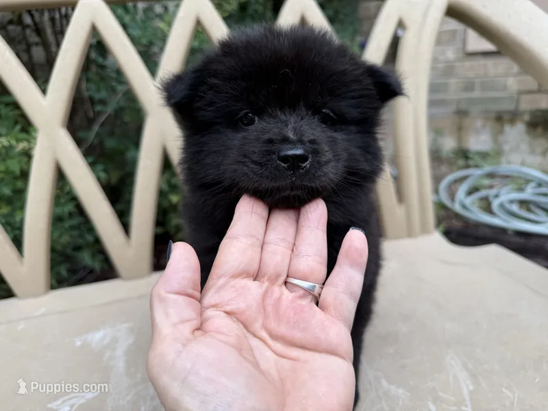 BANGOR (black) – Chow Chow puppy for sale in Austin, TX
