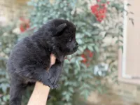 MY LOVE, a female Chow Chow for sale in Austin, TX – Photo 8 of 10