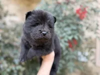 MY LOVE, a female Chow Chow for sale in Austin, TX – Photo 6 of 10