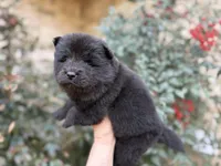 MY LOVE, a female Chow Chow for sale in Austin, TX – Photo 5 of 10