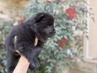 MY LOVE, a female Chow Chow for sale in Austin, TX – Photo 7 of 10