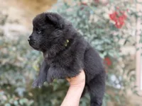 MY LOVE, a female Chow Chow for sale in Austin, TX – Photo 10 of 10