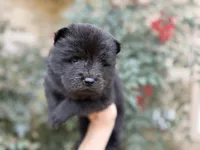 MY LOVE, a female Chow Chow for sale in Austin, TX – Photo 4 of 10