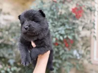 MY LOVE, a female Chow Chow for sale in Austin, TX – Photo 2 of 10