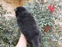 MY LOVE, a female Chow Chow for sale in Austin, TX – Photo 9 of 10