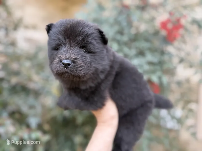 MY LOVE, a female Chow Chow for sale in Austin, TX – Photo 1 of 10