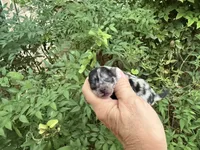 MERLE “SPRINKLES” cookies n cream , a female Pomeranian for sale in Austin, TX – 5 of 10