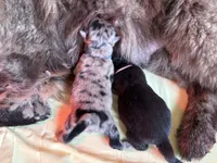 Blue Merle BALOO, a male Chow Chow for sale in Austin, TX – 2 of 10