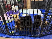 BANGOR (black), a male Chow Chow for sale in Austin, TX – 9 of 10