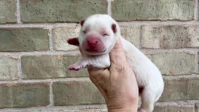 Freedom / creamy white, a male Chow Chow for sale in Austin, TX – 10 of 10