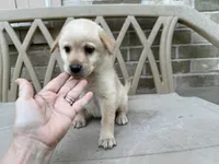 CHOWBRADOR , a male Chow Chow and Labrador Retriever for sale in Austin, TX – 8 of 10
