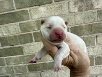 Freedom / creamy white, a male Chow Chow for sale in Austin, TX – 4 of 10