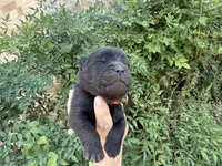 BANGOR (black), a male Chow Chow for sale in Austin, TX – 9 of 10