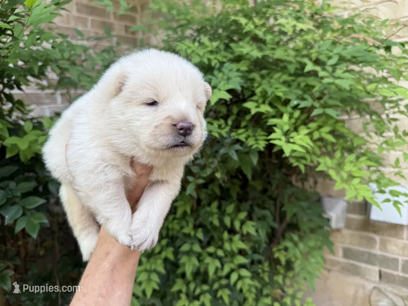 Freedom / creamy white – Chow Chow puppy for sale in Austin, TX